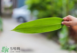 粽葉有幾種？粽葉哪種好？