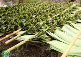 粽葉是干的好還是新鮮的好？干棕葉好還是新鮮棕葉好？