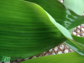 粽子葉要泡多久？粽子葉怎么泡？