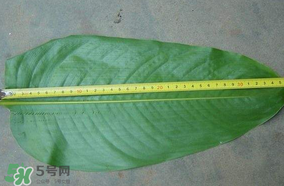 粽子葉要泡多久？粽子葉怎么泡？