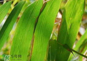 粽子葉要泡多久？粽子葉怎么泡？