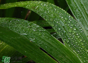 粽子葉怎么保存？粽葉怎么保存？