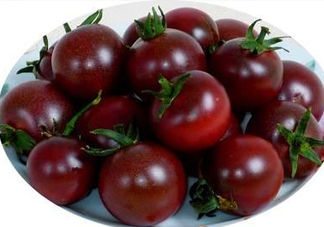 黑番茄怎么種植？黑番茄種植技術(shù)