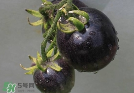 黑番茄種子哪里有賣(mài) 黑番茄多少錢(qián)一斤2022 黑番茄種子哪里有賣(mài) 黑番茄多少錢(qián)一斤2022