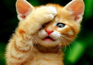 被貓抓傷會(huì)得狂犬病嗎？被貓咬了會(huì)得狂犬病嗎