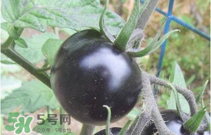 黑番茄怎么種植？黑番茄種植技術