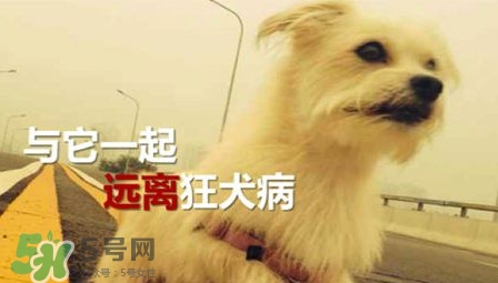 狂犬病能治好嗎？狂犬病的早期癥狀