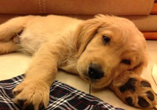 狂犬病是通過(guò)什么傳播的？狂犬病傳播途徑有哪些