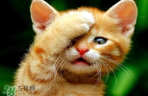 被貓抓傷會(huì)得狂犬病嗎？被貓咬了會(huì)得狂犬病嗎