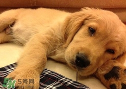 狂犬病是通過什么傳播的？狂犬病傳播途徑有哪些