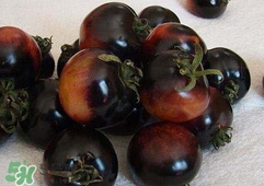 黑番茄是轉(zhuǎn)基因嗎？黑番茄是轉(zhuǎn)基因食品嗎