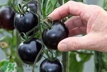 黑番茄種子哪里有賣(mài) 黑番茄多少錢(qián)一斤2022 黑番茄種子哪里有賣(mài) 黑番茄多少錢(qián)一斤2022