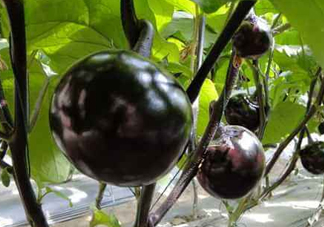 黑番茄能生吃嗎？黑番茄可以生吃嗎