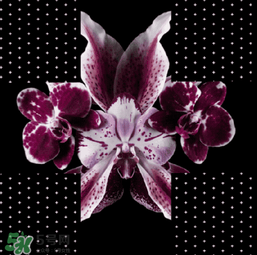 2017紀(jì)梵希520定制禮盒內(nèi)容_價(jià)格 2017紀(jì)梵希520定制禮盒內(nèi)容_價(jià)格