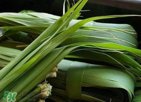 粽葉可以用什么代替？粽子葉可以用什么代替？