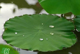 粽葉可以用什么代替？粽子葉可以用什么代替？