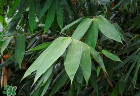 粽葉可以用什么代替？粽子葉可以用什么代替？