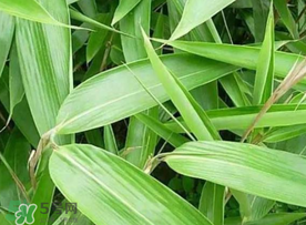 粽葉可以用什么代替？粽子葉可以用什么代替？