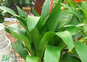 粽葉可以用什么代替？粽子葉可以用什么代替？