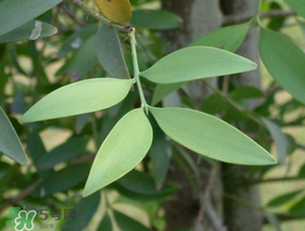 粽葉可以用什么代替？粽子葉可以用什么代替？