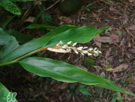 粽葉可以用什么代替？粽子葉可以用什么代替？