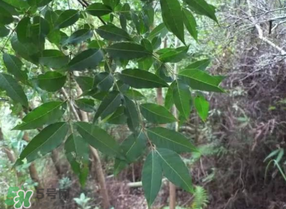 粽葉可以用什么代替？粽子葉可以用什么代替？