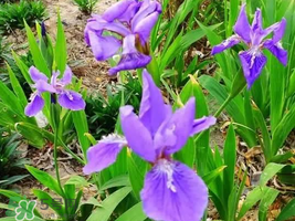 粽葉可以用什么代替？粽子葉可以用什么代替？