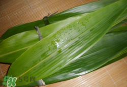 粽葉可以放冰箱嗎？粽葉能放冰箱嗎？