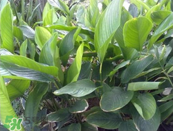 粽子葉能冷凍嗎？粽子葉放冰箱冷藏還是冷凍？