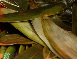 粽子葉怎么洗？粽葉怎么洗才干凈？