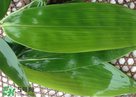 新鮮粽葉怎么保存？新鮮的粽子葉怎么保存？