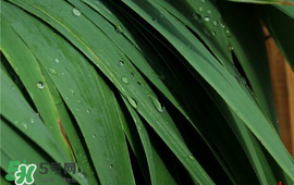 新鮮粽葉怎么保存？新鮮的粽子葉怎么保存？