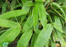 新鮮粽葉怎么保存？新鮮的粽子葉怎么保存？