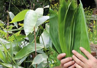 新鮮粽葉怎么保存？新鮮的粽子葉怎么保存？