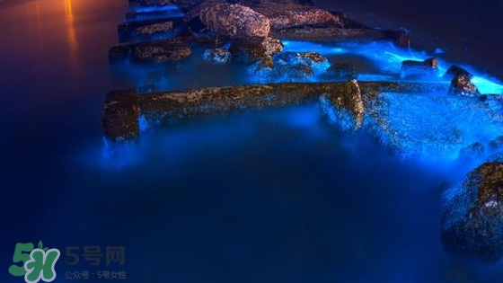 浙江多地驚現(xiàn)藍(lán)眼淚現(xiàn)象 藍(lán)眼淚是什么？