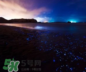 浙江多地驚現(xiàn)藍(lán)眼淚現(xiàn)象 藍(lán)眼淚是什么？