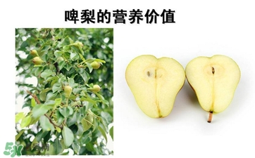 青啤梨要放軟了吃嗎？啤梨放軟了才能吃嗎？