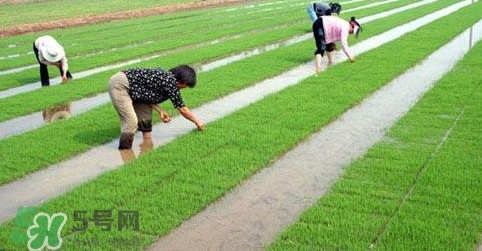芒種是幾月幾日芒種是什么意思 芒種是幾月幾日芒種是什么意思