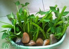 空心菜可以水養(yǎng)嗎？空心菜可以種在水里嗎