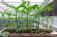 空心菜可以水養(yǎng)嗎？空心菜可以種在水里嗎