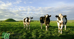 瑞哺恩有機(jī)嬰奶粉怎么樣？瑞哺恩有機(jī)嬰奶粉怎么沖？