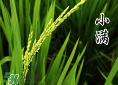 節(jié)氣小滿大滿是什么意思？24節(jié)氣為什么沒有大滿