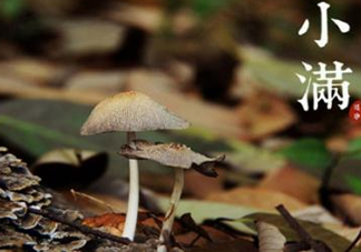 節(jié)氣小滿大滿是什么意思？24節(jié)氣為什么沒有大滿