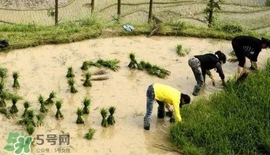 芒種是幾月幾日芒種是什么意思 芒種是幾月幾日芒種是什么意思