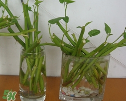 空心菜可以水養(yǎng)嗎？空心菜可以種在水里嗎