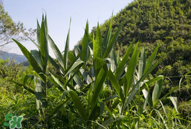 新鮮粽葉要煮嗎？新鮮粽葉煮多久？