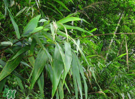 新鮮粽葉要煮嗎？新鮮粽葉煮多久？