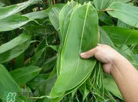 新鮮粽葉怎么包粽子？新鮮的粽葉可以直接包粽子嗎？