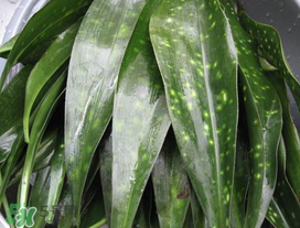 粽葉是什么植物的葉子？粽子葉是什么葉子？