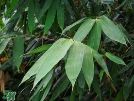 粽葉有什么用處？粽葉的功效與作用